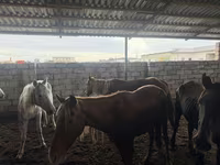 Jument, Chevaux — photo 1