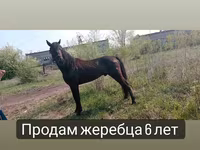 At, Altai horse — foto 7