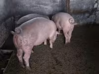 Süldőanya, Sertések — 3. fotó