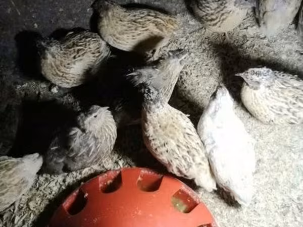 Quails