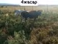 بقرة, Latvian Blue cattle — الصورة 2