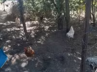 Chickens — الصورة 4