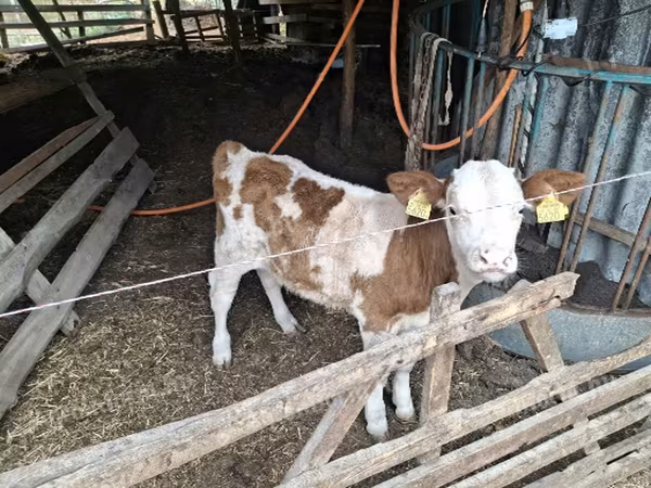 Buğa, Macar boz cinsi