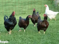 Chickens — 1. fotó