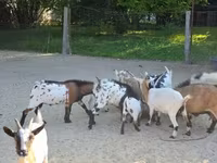 母山羊, Nigerian dwarf goats — 照片 7