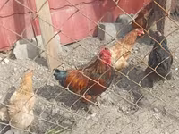 Chickens — foto 3