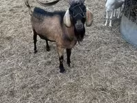 公山羊, Nubian Goat — 照片 2