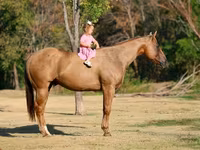 Caballo, Quarter Horse — foto 2