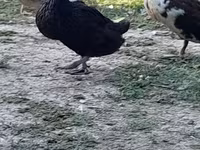 Ausztrál foltos — 3. fotó