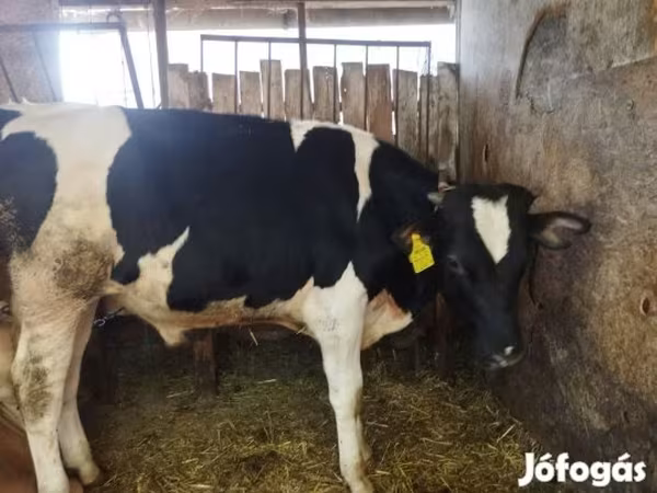 Bika, Holstein fajta — Magyarország