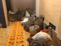 Quails — Foto 4
