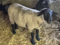 Widder, White Suffolk sheep — Foto 2
