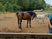 Yegua, Nonius horse — foto 3