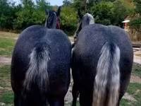 公马, Percheron — 照片 3