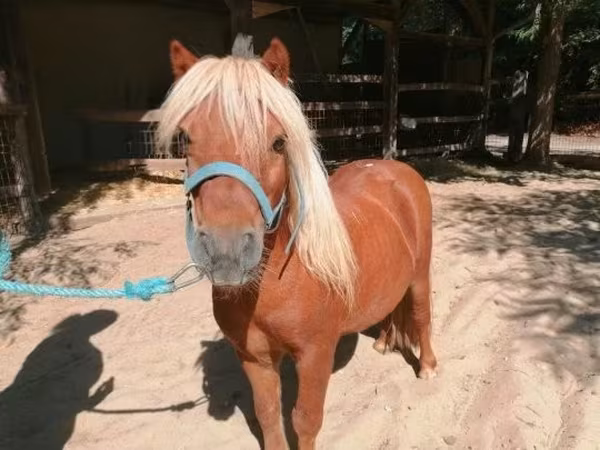 Cheval, Shetland Pony