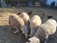 Kos, Merino sheep — 2. fotó