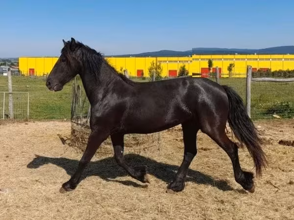 母马, Friesian