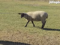 Kos, White Suffolk sheep — 1. fotó