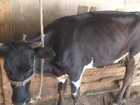 بقرة, Russian Black pied cattle — الصورة 1