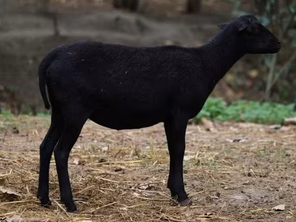 母羊, Cameroon sheep