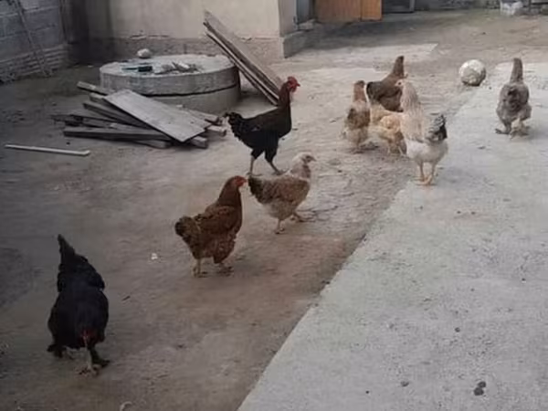 Chickens
