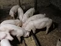 Kan, Крупная белая — 2. fotó