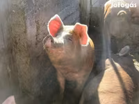 母猪, Дюрок — 照片 4