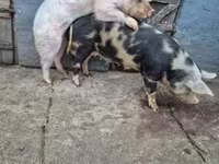公猪, Pigs — 照片 3