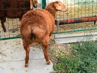 Schaf, Hissar sheep — Foto 3