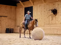 Hing, Quarter Horse — 6. fotó