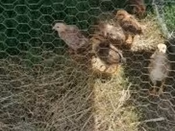 Chickens