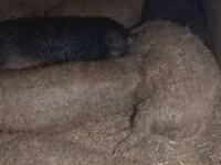 母猪, Мангалица — 照片 2