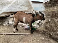 Bak, Alpine goat — 2. fotó