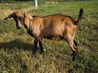Kozel, Nubian Goat — foto 4