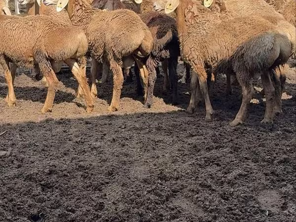 Баран, Арашан
