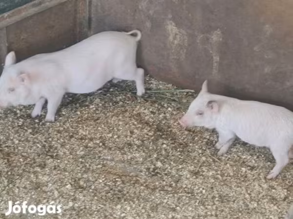 Boar, Pigs — Hungary