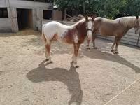 Cheval, Chevaux — photo 5