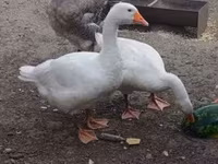 Graue und graugescheckte dänische Gans — Foto 1