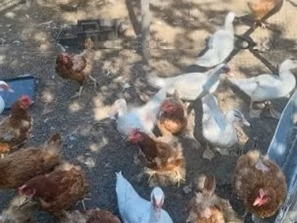 Ducks — Hungary