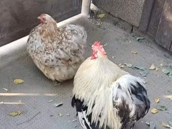 Pekin Bantam