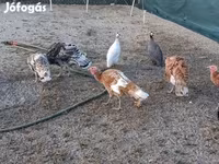 Turkeys — 照片 3