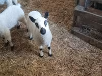 Widder, Cerry Hill sheep — Foto 5