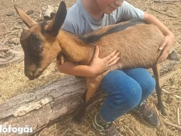 Billy Goat, Goats
