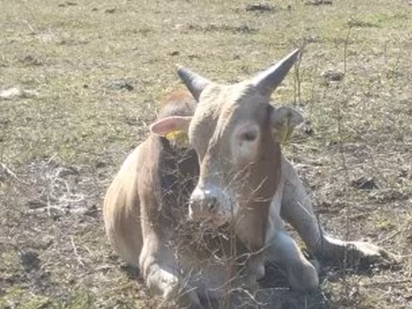 Toro, Cebú