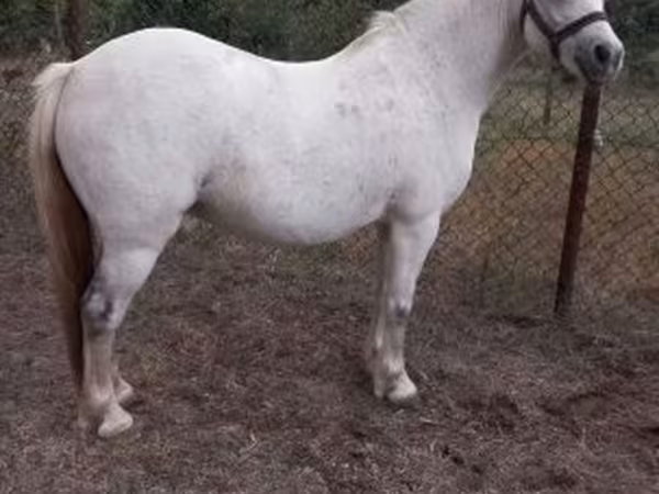 Kanca, Falabella — Magyarország