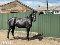 Hengst, Nonius horse — Foto 3