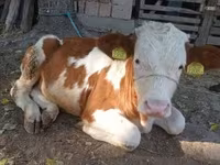 Toro, Raza gris húngara — foto 2