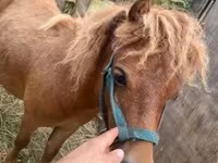 Caballo, Shetland Pony — foto 1