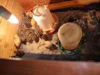 King Quail — photo 3