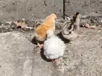 Chickens — photo 2